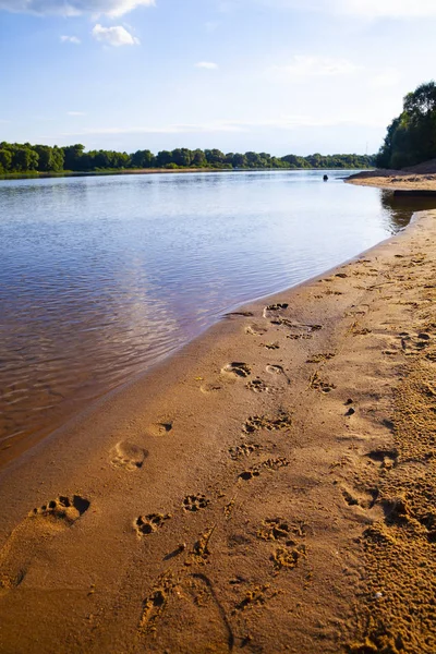 人間と犬の足跡を持つ砂浜 — ストック写真