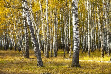 sonbahar huş ağacı orman. 