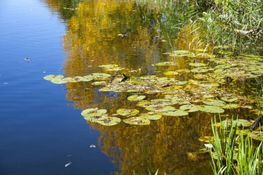 Güneşli bir günde sonbahar gölü. 