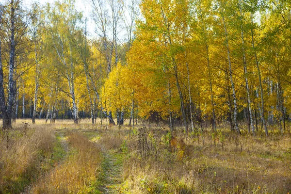 Forêt de bouleaux d'automne . — Photo