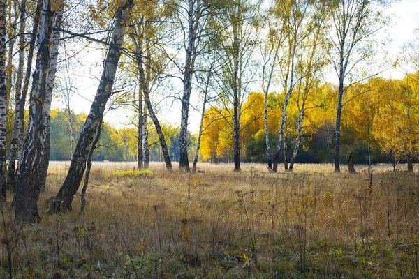 Podzimní březový les. — Stock fotografie