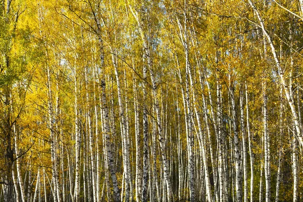 Őszi nyír-erdő. — Stock Fotó