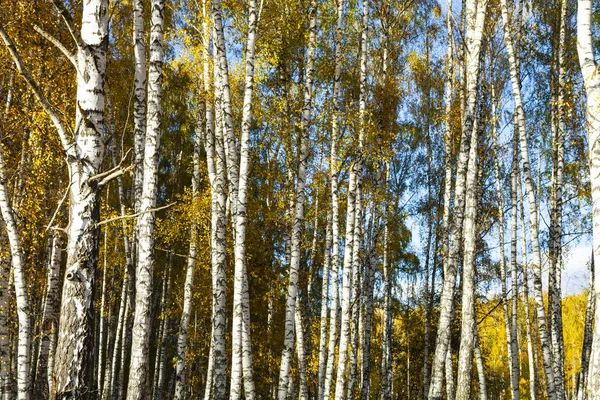 Sonbahar huş ağacı orman. — Stok fotoğraf