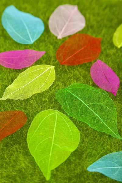 Colorful leaves on the background of green grass — Stock Photo, Image
