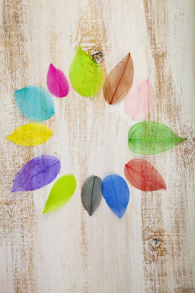 Renkli yaprakları ile güzel dekor — Stok fotoğraf