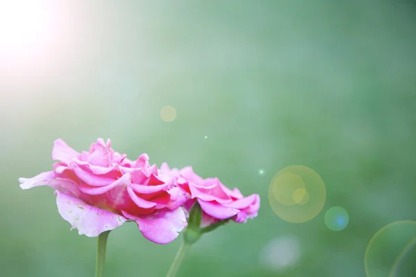 Όμορφο ροζ τριαντάφυλλο μια καλοκαιρινή μέρα — Φωτογραφία Αρχείου