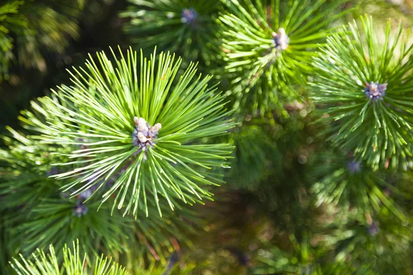 Pine branches close up. — Stock Photo, Image