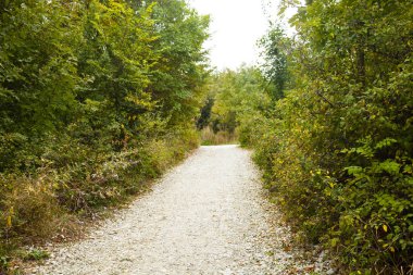 Dağ ormanında yol. 