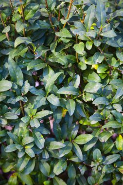 Yeşil yaşam çiti. 