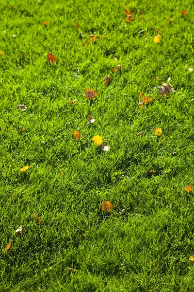 Hojas amarillas de otoño sobre hierba verde. —  Fotos de Stock
