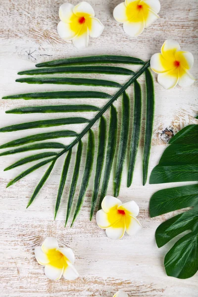 Natureza morta com plumeria e folhas tropicais — Fotografia de Stock