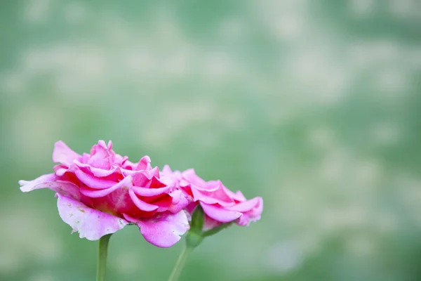 Vacker rosa ros på en grön bakgrund. — Stockfoto