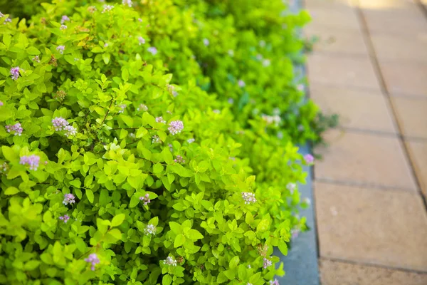 ピンクの花と緑の鮮やかな生け垣 — ストック写真