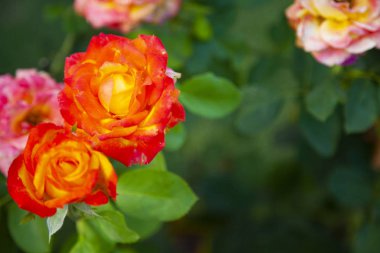 güzel kırmızı gül