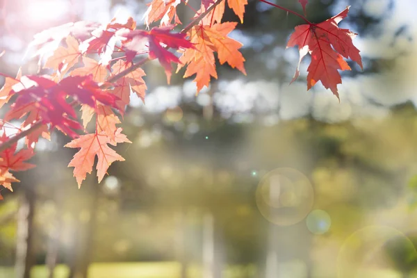 Feuilles d'érable multicolores . — Photo