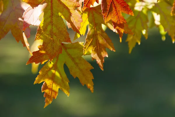 Feuilles d'érable multicolores . — Photo