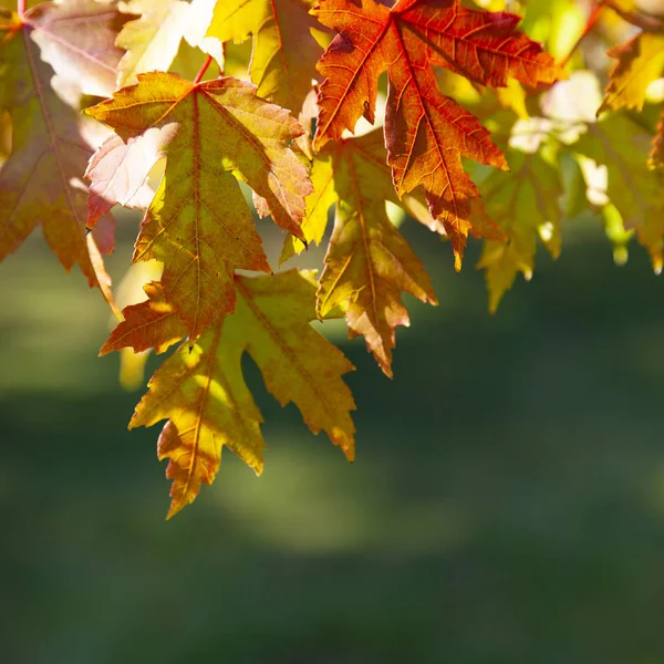 Multi-színes juharlevelek. — Stock Fotó