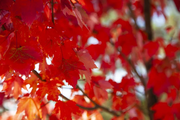 Feuilles d'érable rouge. Parc d'automne — Photo