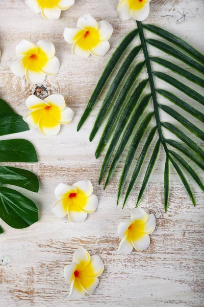 Nature morte avec plumeria et feuilles tropicales — Photo