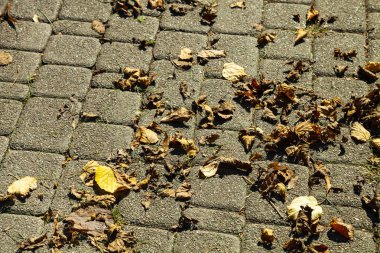 Düşen sonbahar yaprakları ile yol