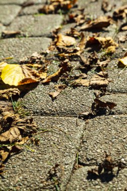 Düşen sonbahar yaprakları ile yol