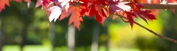Красный кленовый лист. — стоковое фото