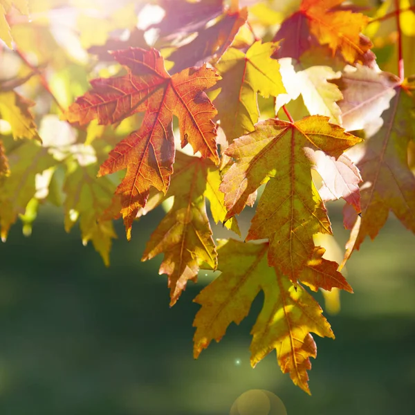 Multi-colored maple leaves. — Stock Photo, Image