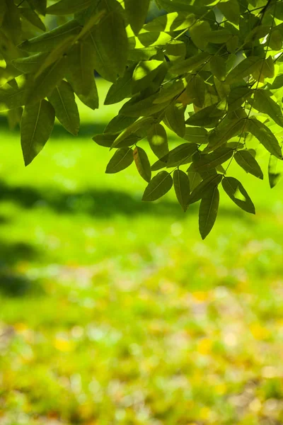 Groene bladeren close-up. — Stockfoto