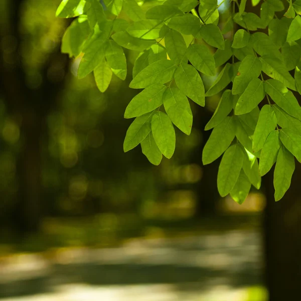 Green leaves close-up. — Stock Photo, Image