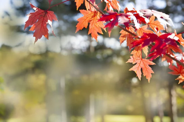 Multi-gekleurde esdoorn bladeren. — Stockfoto