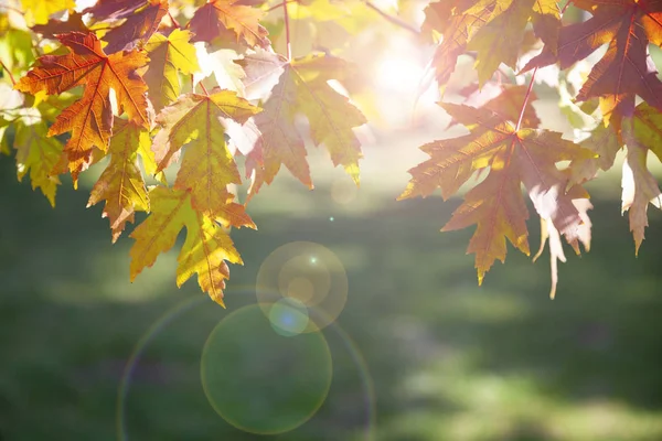 Multi-colored maple leaves. — Stock Photo, Image