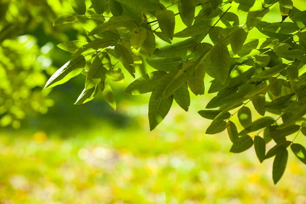 Folhas verdes close-up. — Fotografia de Stock