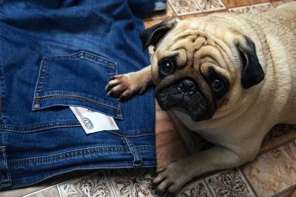Legrační pug a džíny s penězi. — Stock fotografie