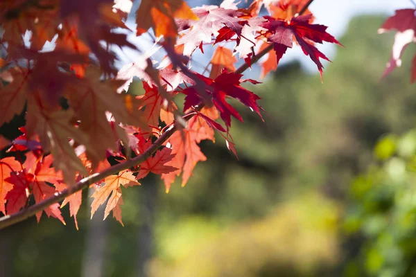 Многоцветные кленовые листья . — стоковое фото