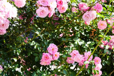 Pembe tırmanma gülü yakın plan. Güneşli bir günde yaz çiçekleri.