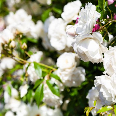 Pembe ve beyaz tırmanma gülleri yakın plan gökyüzüne karşı. Güneşli bir günde yaz çiçekleri.