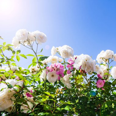 Pembe ve beyaz tırmanma gülleri yakın plan gökyüzüne karşı. Güneşli bir günde yaz çiçekleri.