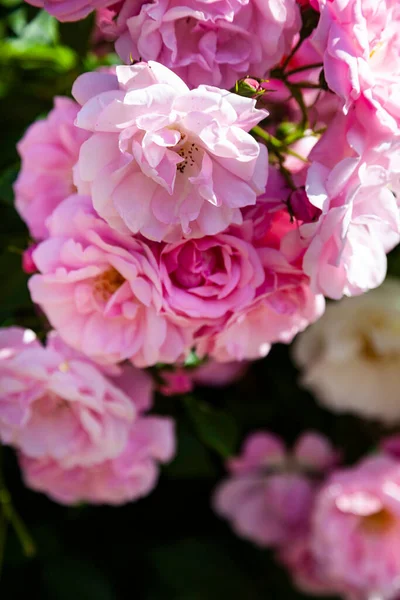 Rosa Klättring Ros Närbild Sommaren Blommor Solig Dag — Stockfoto