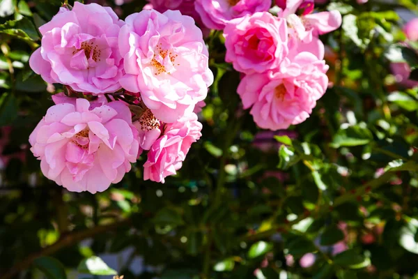 Pembe Tırmanma Gülü Yakın Plan Güneşli Bir Günde Yaz Çiçekleri — Stok fotoğraf