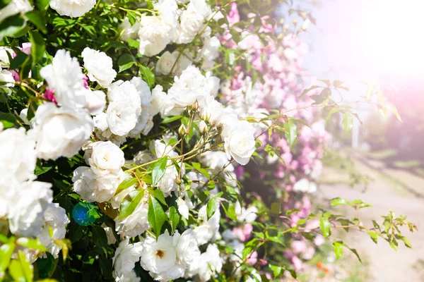 Rose Bianche Rosa Rampicanti Giardino Fiori Estivi Una Giornata Sole — Foto Stock