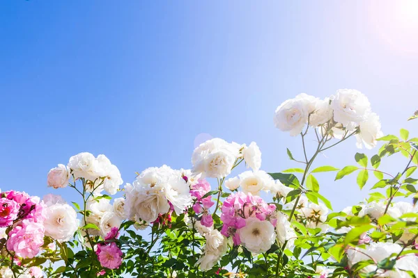 Rosa Bianco Rose Rampicanti Uno Sfondo Cielo Primo Piano Fiori — Foto Stock