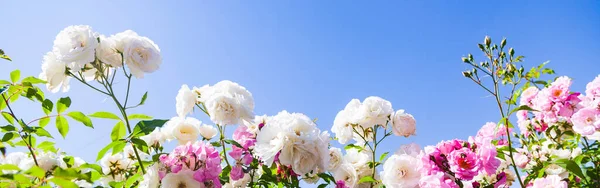 Rosa Bianco Rose Rampicanti Uno Sfondo Cielo Primo Piano Fiori — Foto Stock