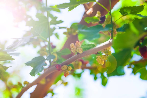 Mulberry Belt Een Boom Lente Heerlijke Bessen Een Tak — Stockfoto