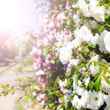 Bahçede beyaz ve pembe tırmanma gülleri. Güneşli bir günde yaz çiçekleri.