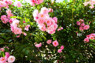 Pembe tırmanma gülü yakın plan. Güneşli bir günde yaz çiçekleri.