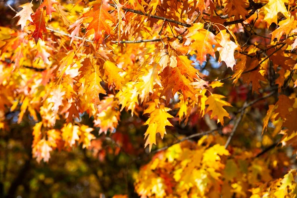 明亮的黄橡木叶子在阳光下 秋季背景 — 图库照片