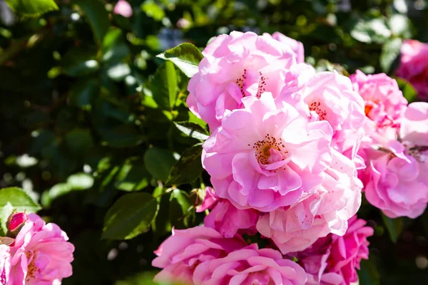 Pembe Tırmanma Gülü Yakın Plan Güneşli Bir Günde Yaz Çiçekleri — Stok fotoğraf