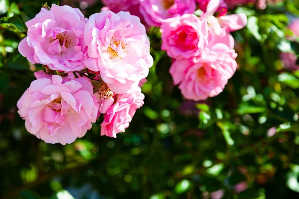 Pembe Tırmanma Gülü Yakın Plan Güneşli Bir Günde Yaz Çiçekleri — Stok fotoğraf