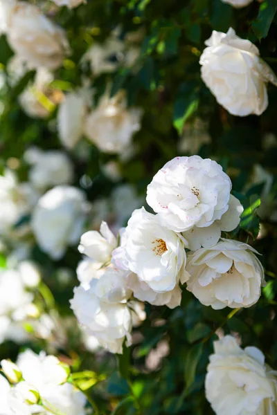 Beyaz Tırmanma Gülleri Yakın Plan Güneşli Bir Günde Yaz Çiçekleri — Stok fotoğraf