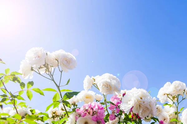 Ροζ Και Λευκά Τριαντάφυλλα Αναρρίχηση Ένα Φόντο Ουρανό Γκρο Πλαν — Φωτογραφία Αρχείου